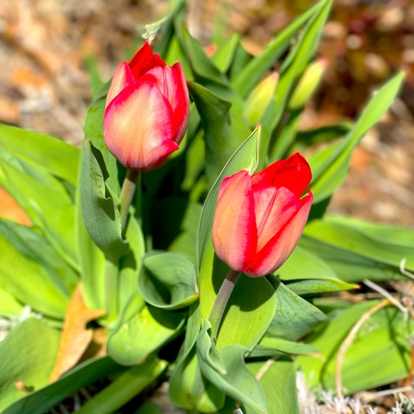 Meet your Posher, Dana - Picture 1 of 1